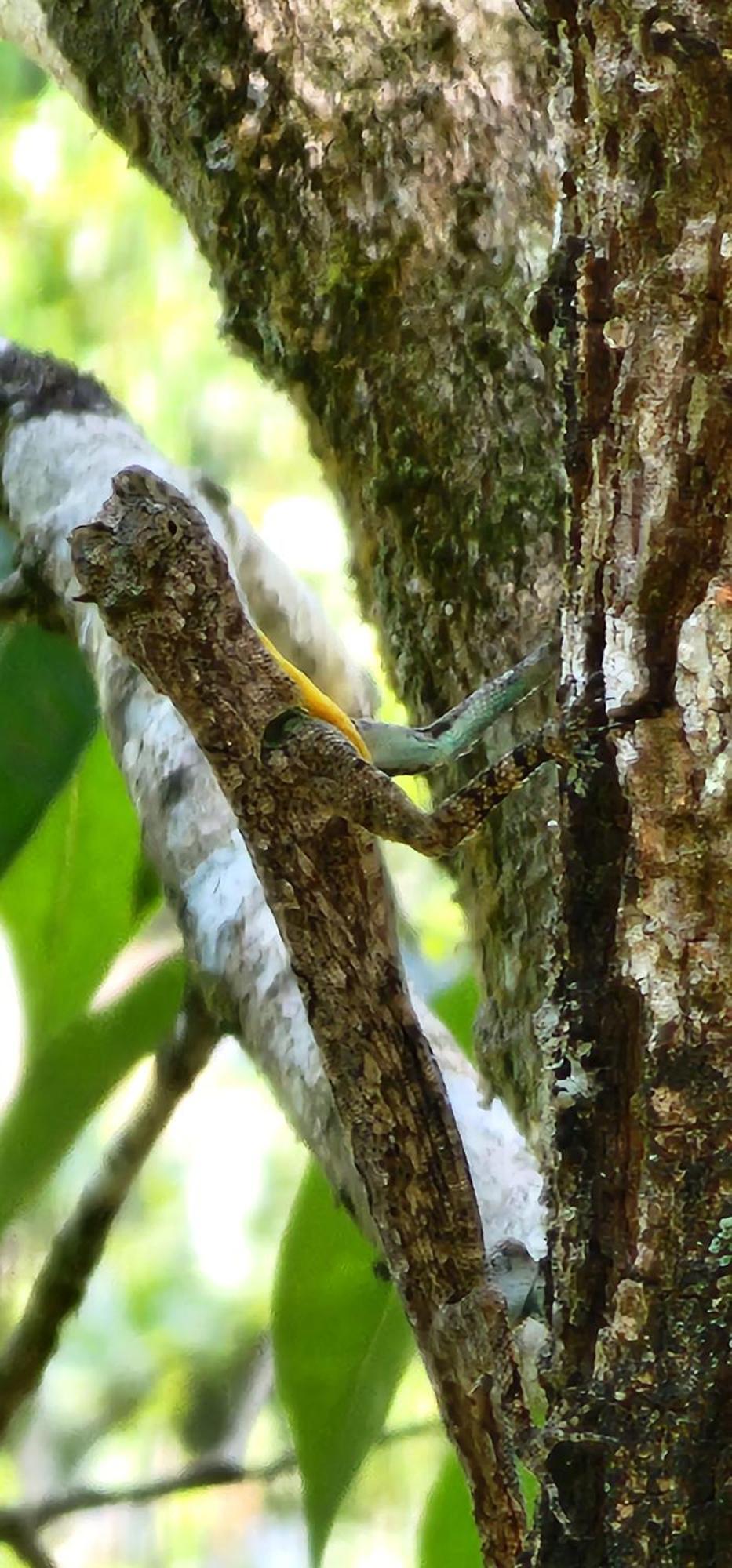 Tree6 Wayanad Villa Vythiri Eksteriør bilde