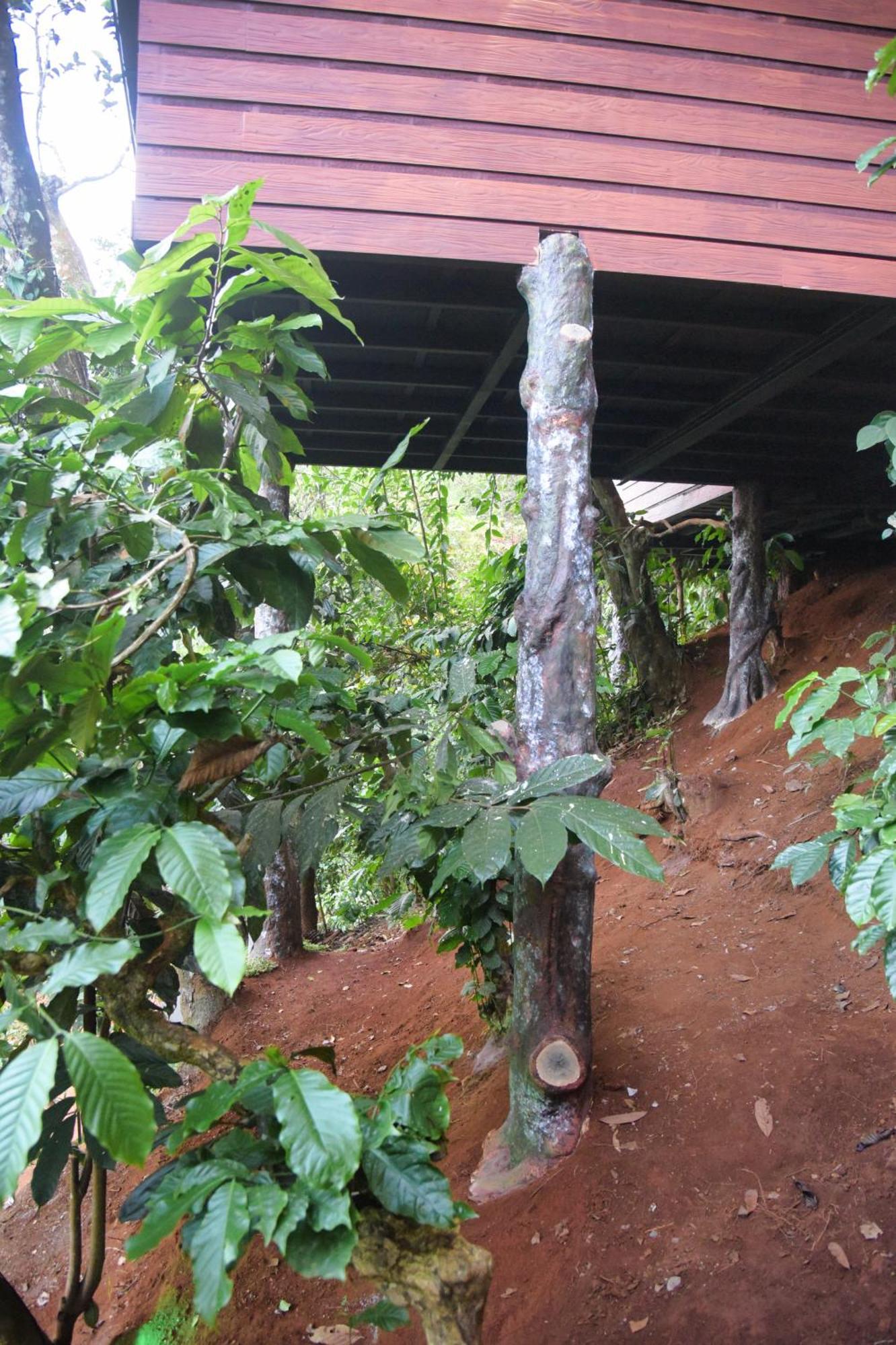 Tree6 Wayanad Villa Vythiri Eksteriør bilde
